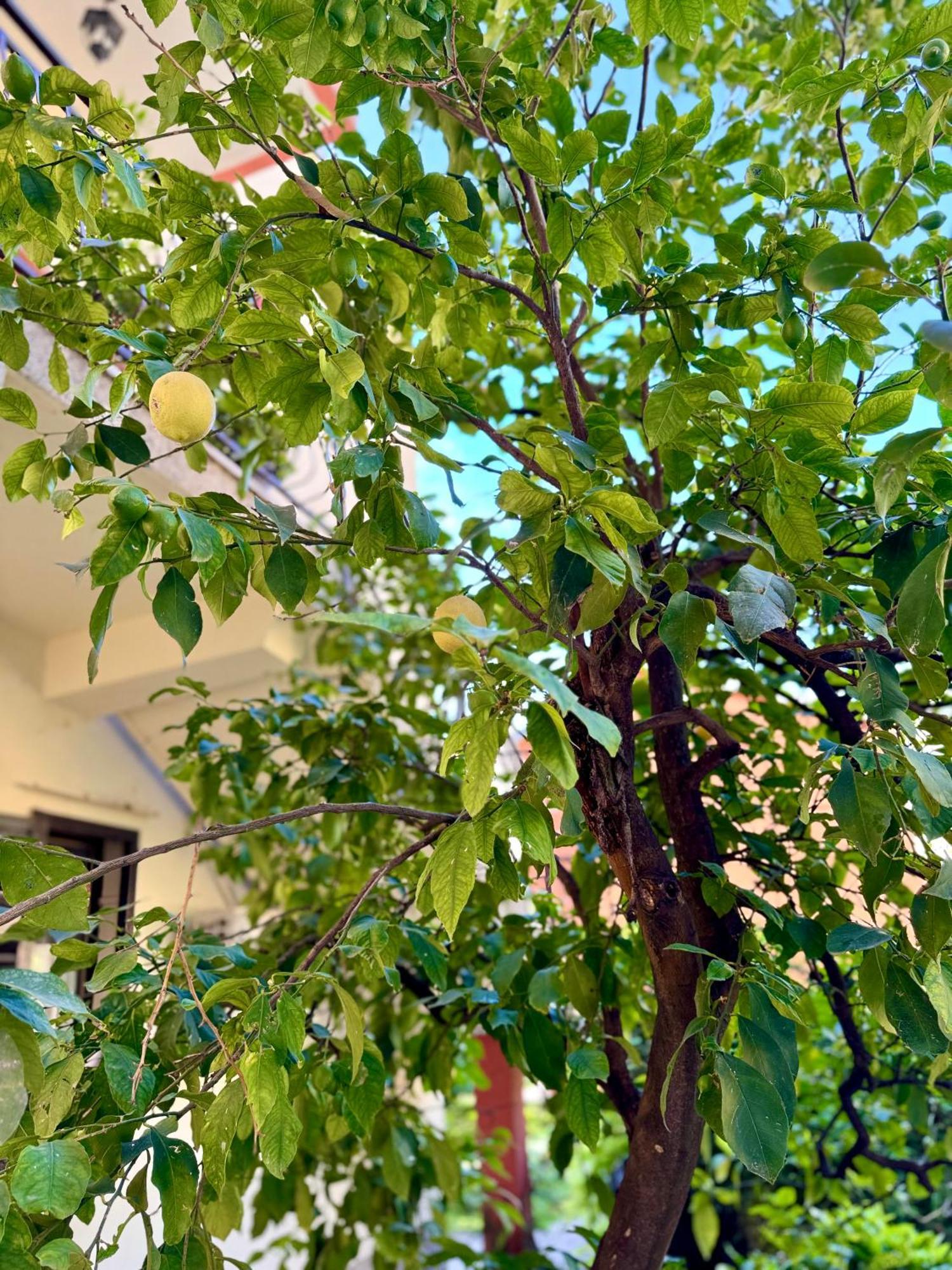Harmony Garden Apartments Kotor Ngoại thất bức ảnh